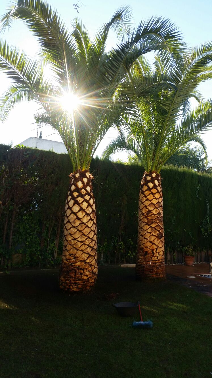 palmera jardín Valencia